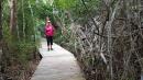 Mangrove trail: boardwalk through mangroves